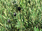 olives1