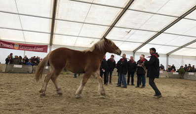 cavall-pirinenc-catala