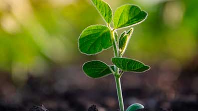 recursos genètics agrícoles