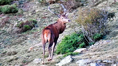 la brama