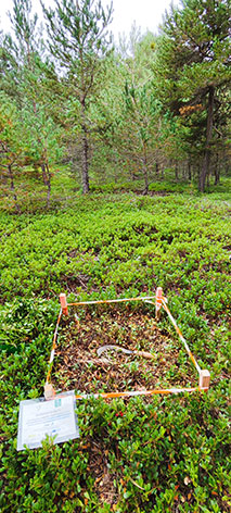 producció de plantes medicinals