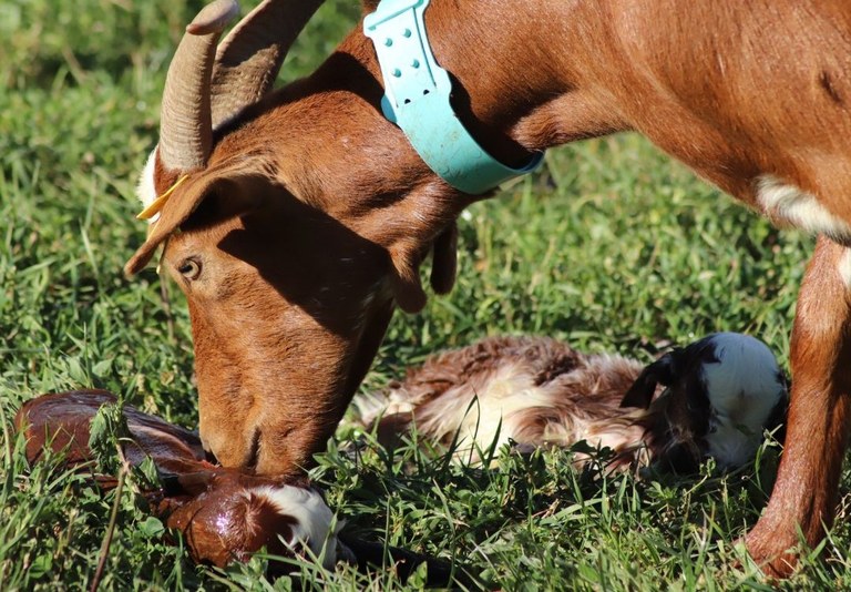 Borsa treball ramaderia Pirineu
