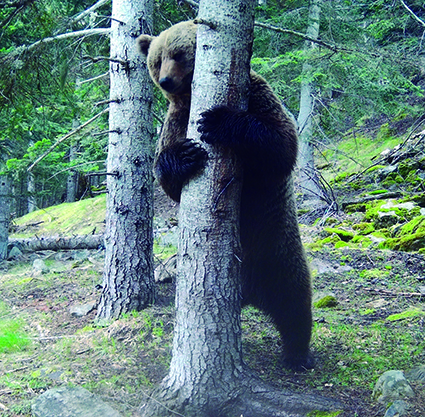 108 exemplars d’ossos detectats a tot el Pirineu.